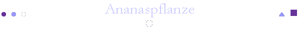 Ananaspflanze