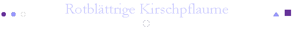 Rotbl�ttrige Kirschpflaume